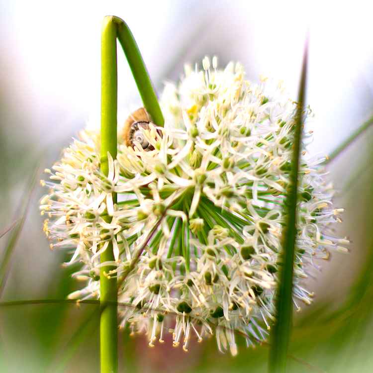 Allium VIII