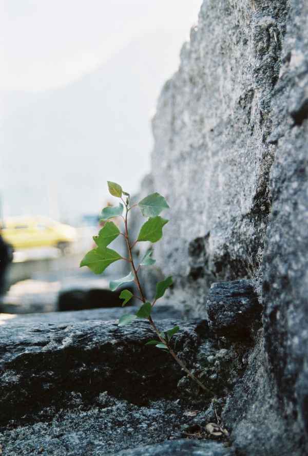 Es wird überall grün