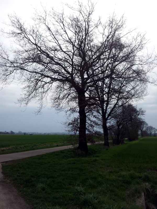 Bäume am Weg in der Dämmerung