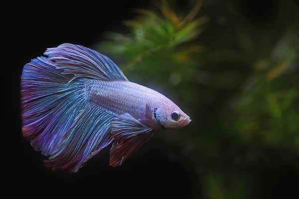 Kampffisch Elephant Ear