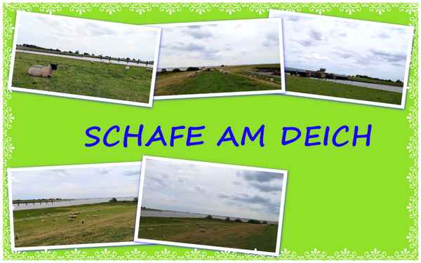 Schafe am Deich
