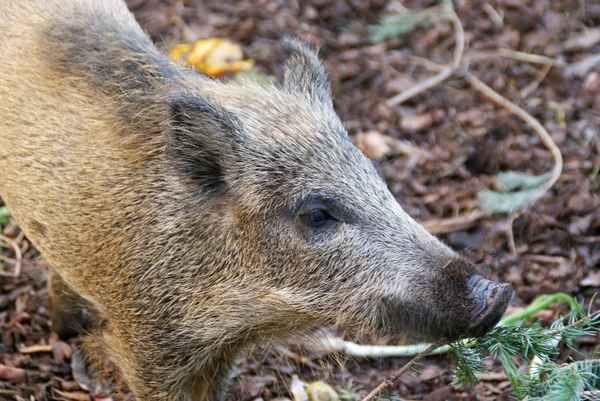 Junges Wildschwein