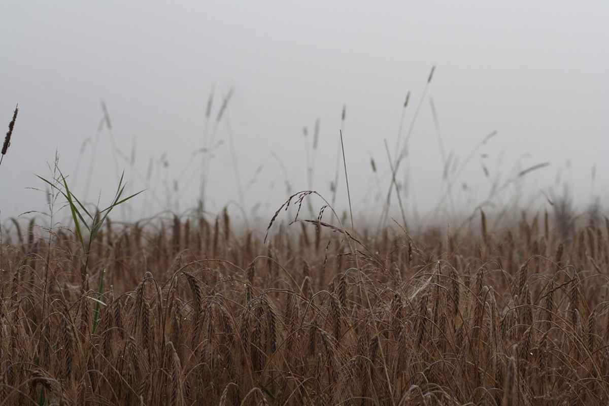 Getreide im Regen