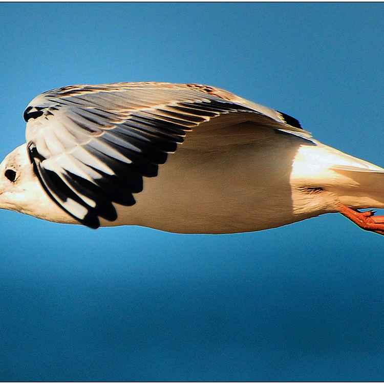 Ich muss weiter - immer weiter ...