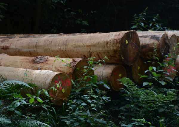 gefällt und liegengeblieben 2
