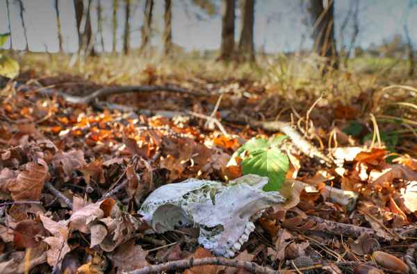 Knochenfund im Wald 1