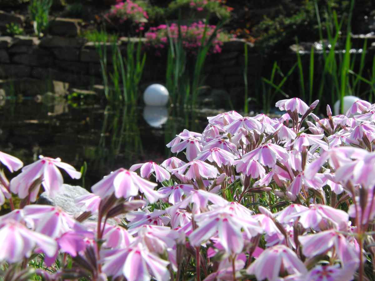 Blumen am Teich