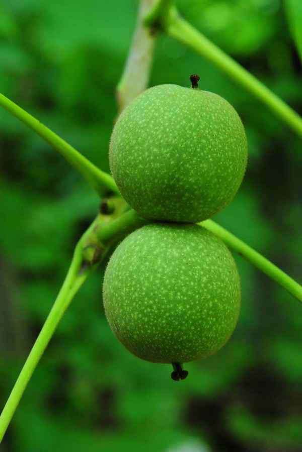 Walnuss 4
