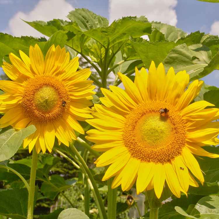 Sonnenblumen
