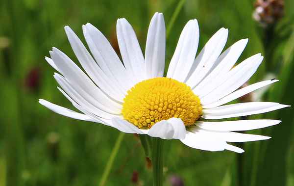Wiesen-Wucherblume 02