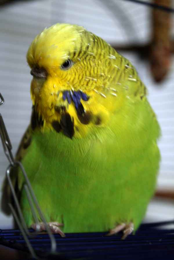 Coco