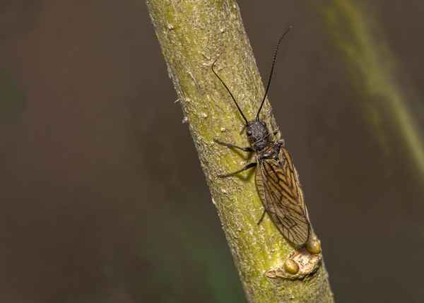 Gemeine Wasserflorfliege