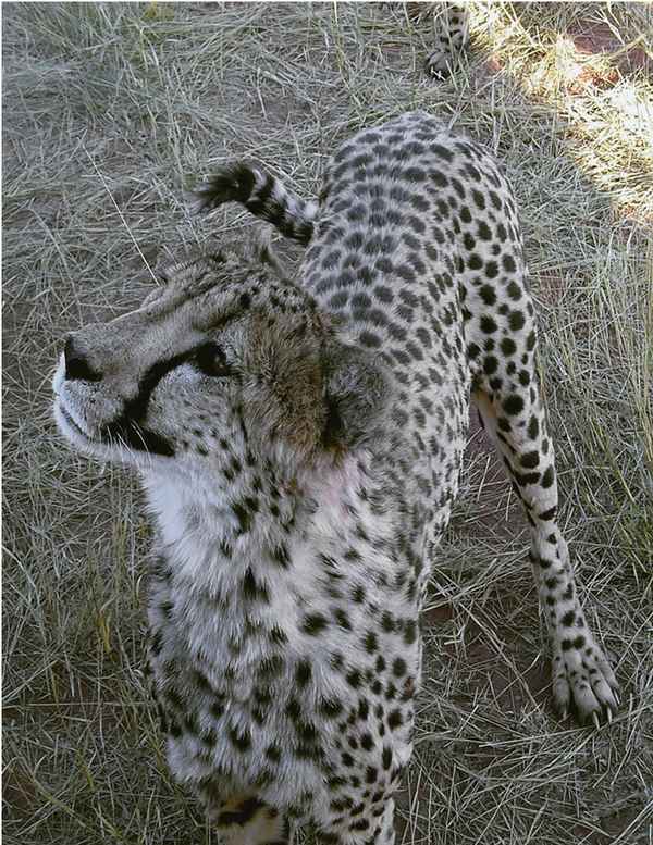 Gepard