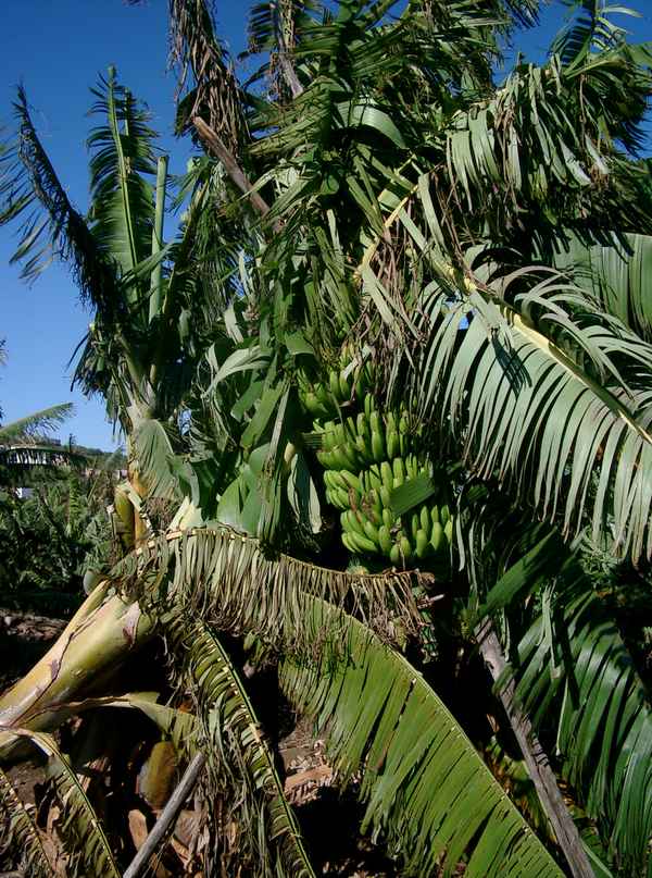 Bananen an der Staude