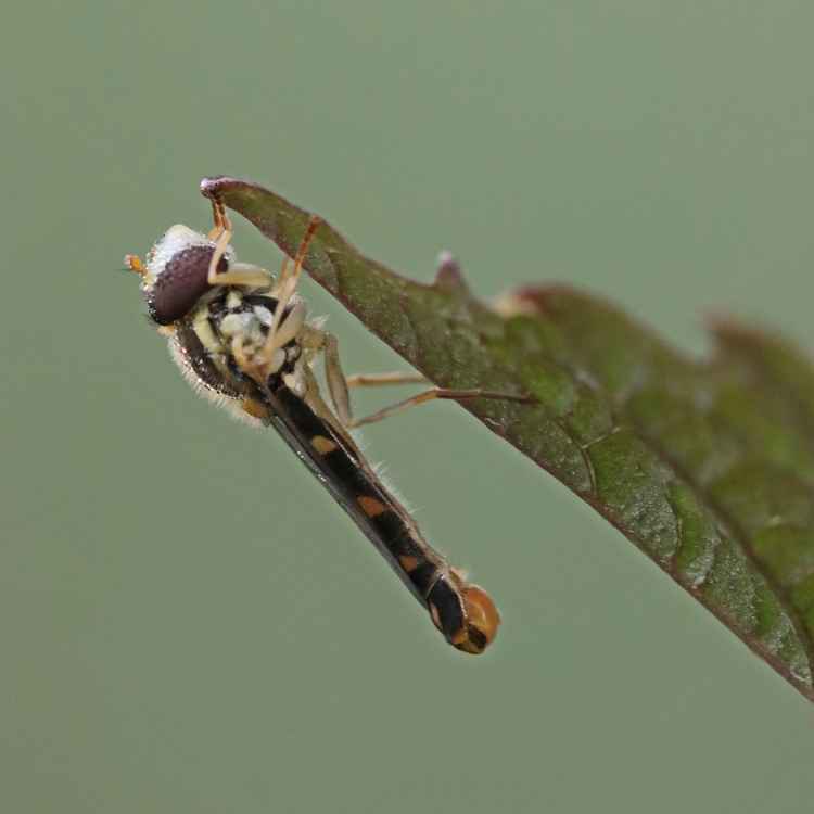 Schwebfliege