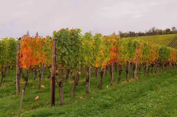 Farbenpracht trotz Nebeldecke