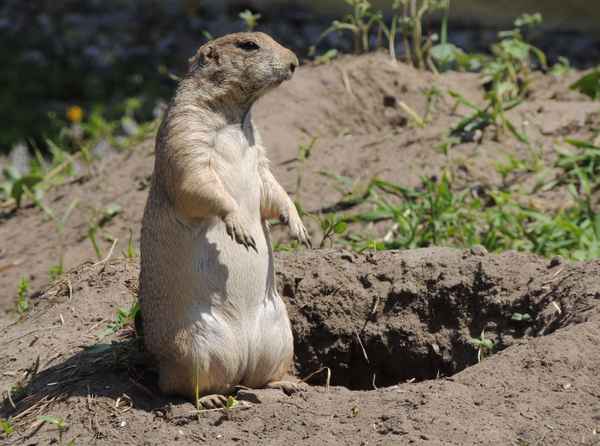 Präriehund beim Wachehalten
