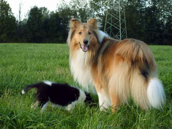 Collies