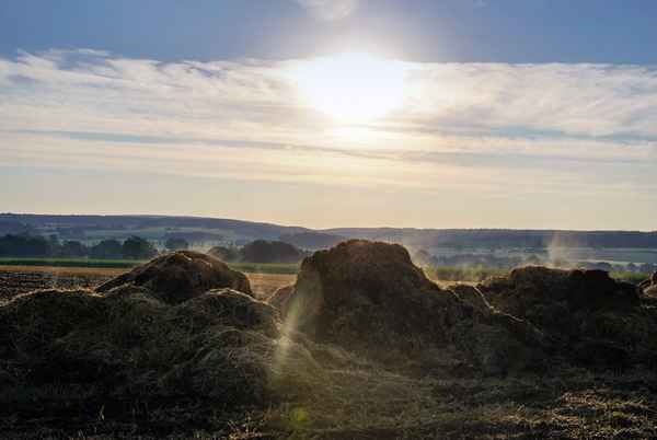 Wenn kein Hahn kräht auf dem Mist...