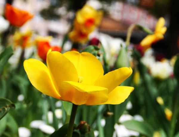 Frühling in der Stadt 02