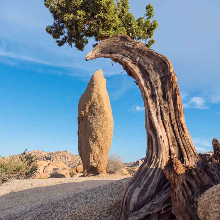 Joshua Tree NP