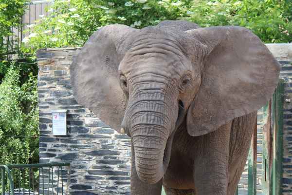 Elefant