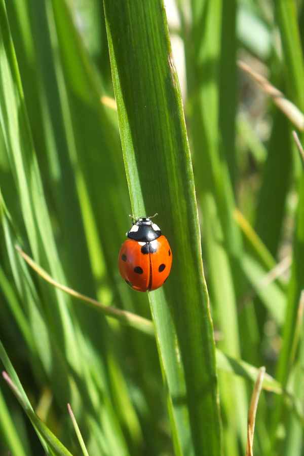 der erste glückskäfer...