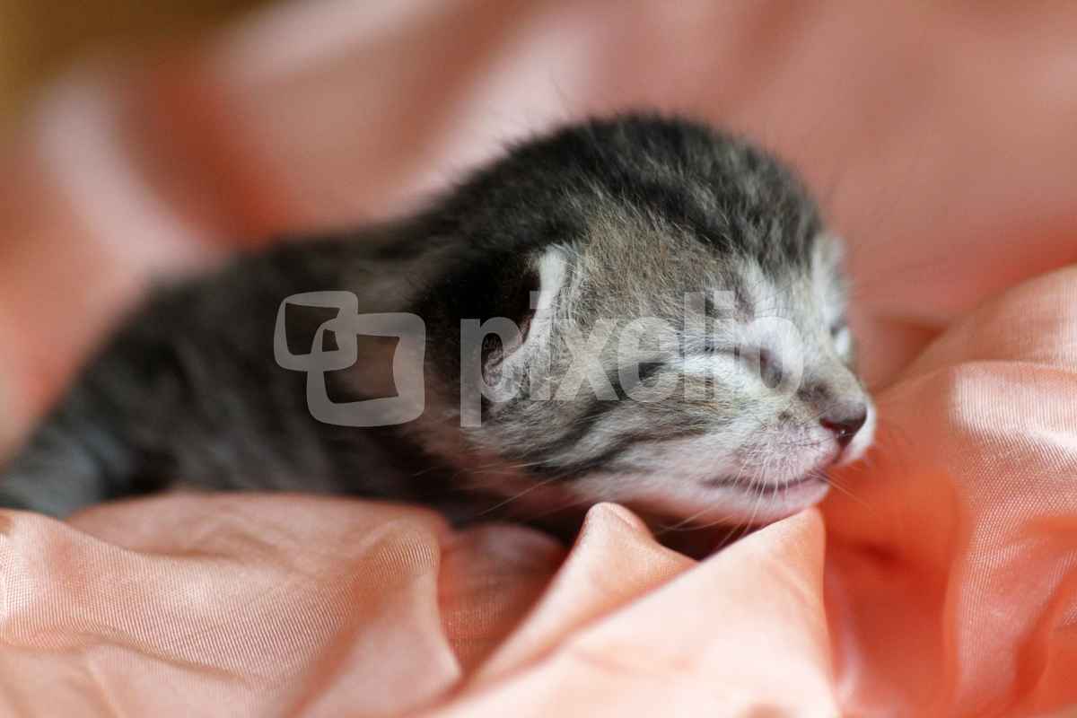 Katzenbaby 2