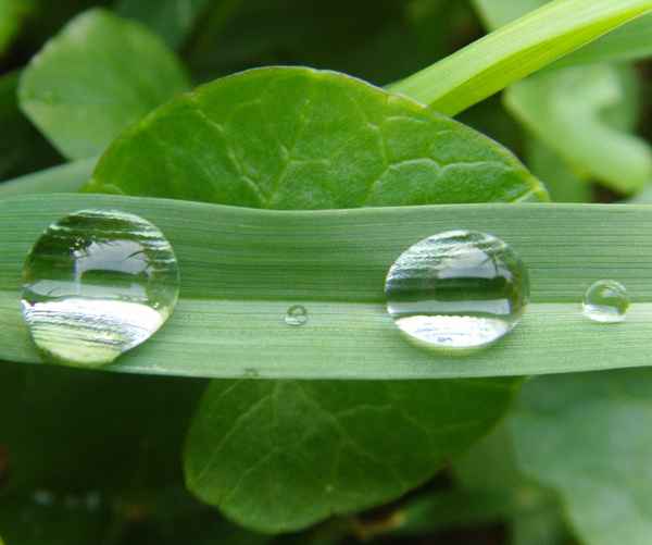 Morgentauschönheit - Gras