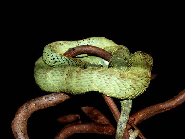 Gestatten: Grüne Buschviper  - Die Gefahr lauert!