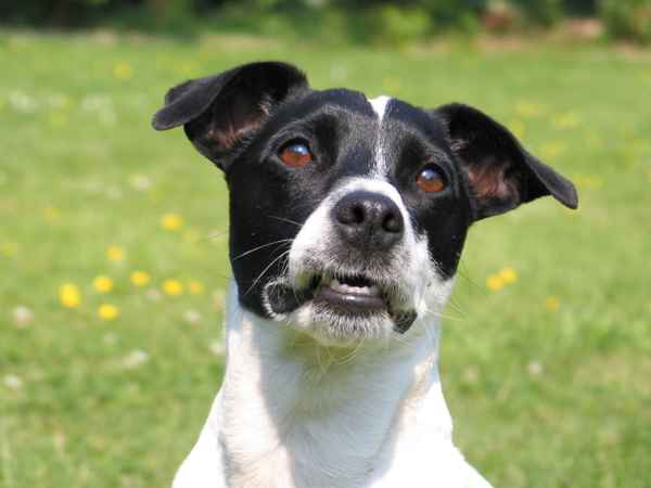 Benni Jack Russell