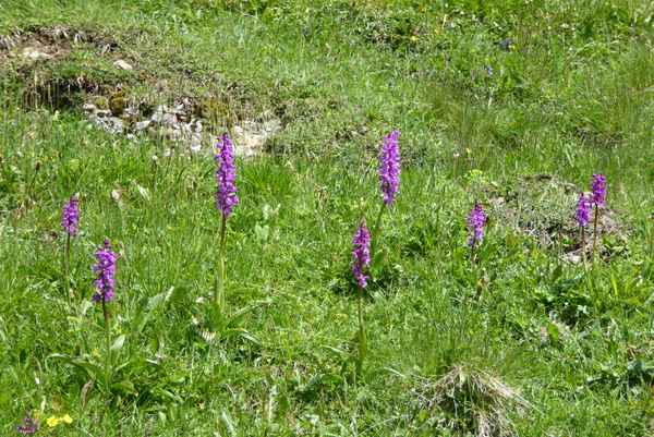 Orchideen im Überfluss