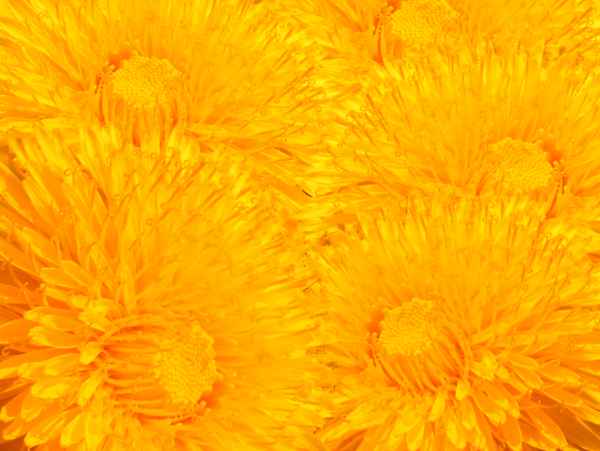 gelbe Pracht kompakt