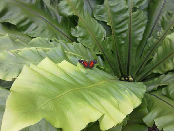 Schmetterling auf Pflanze