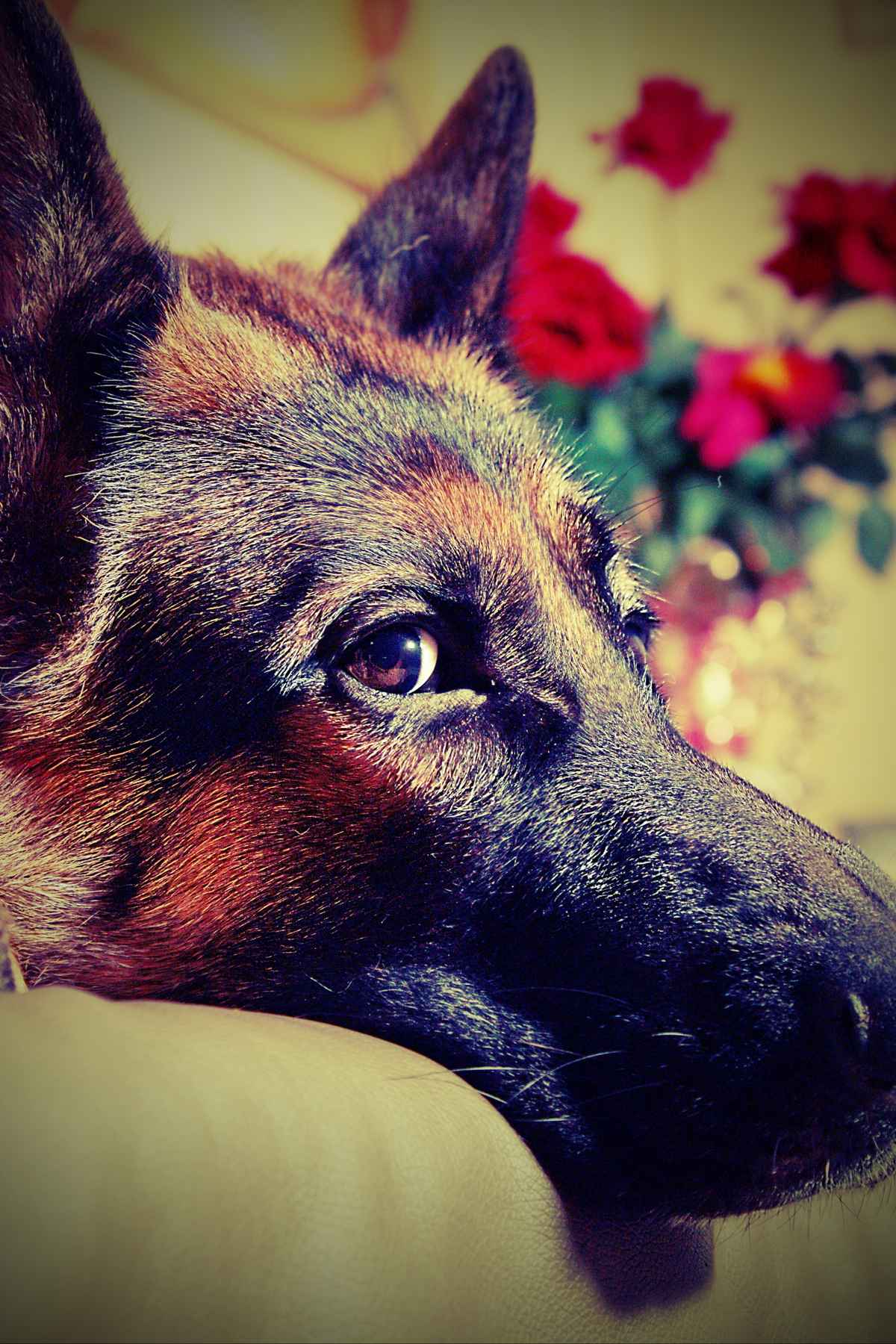Schäferhund