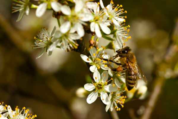 Bienen sammeln wieder