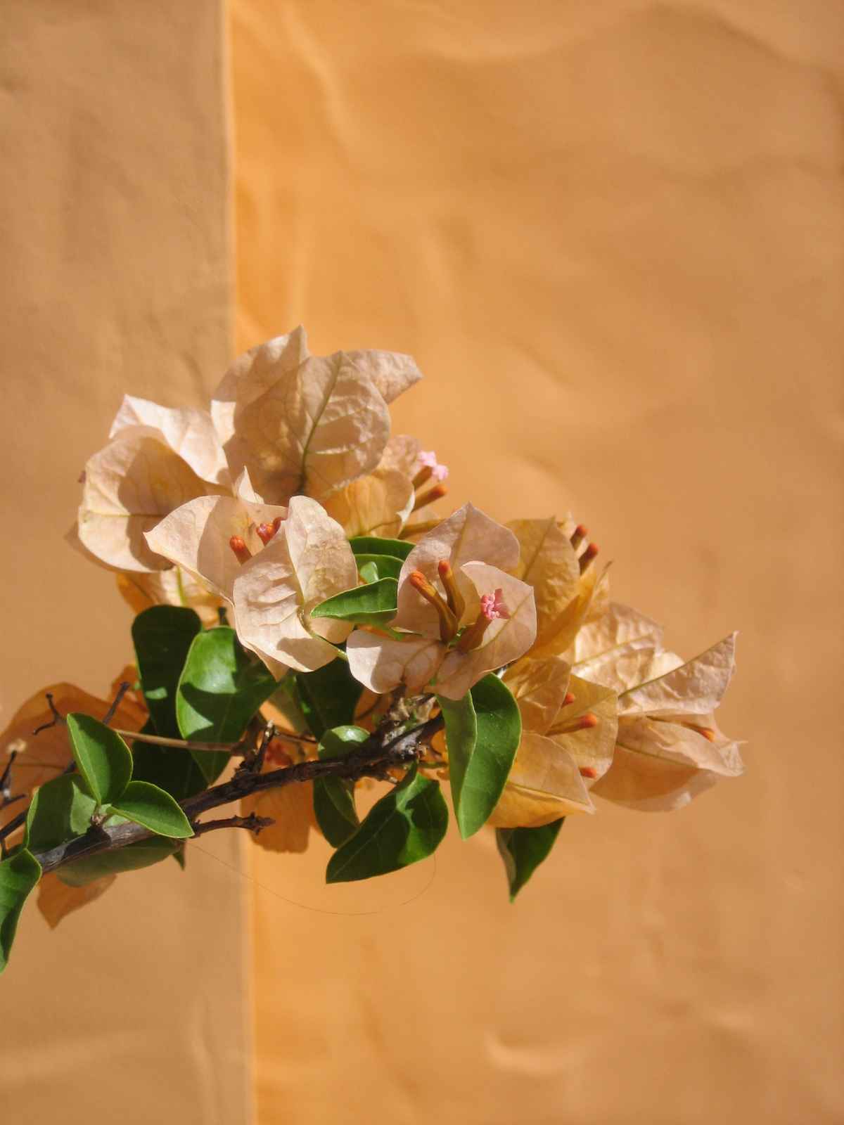 Bougainvillea09