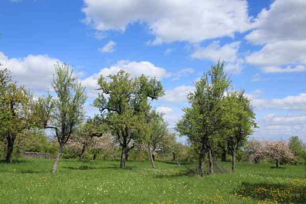 Streuobstwiese im Frühling