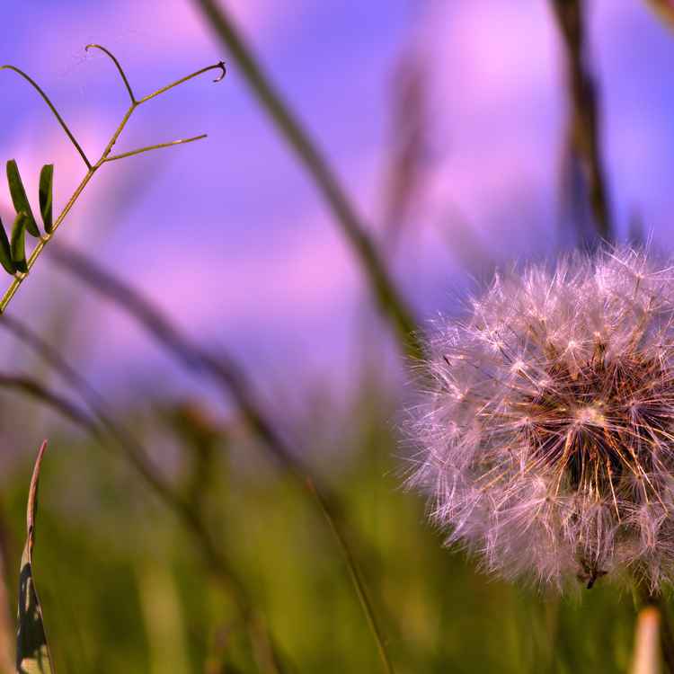 Pusteblume