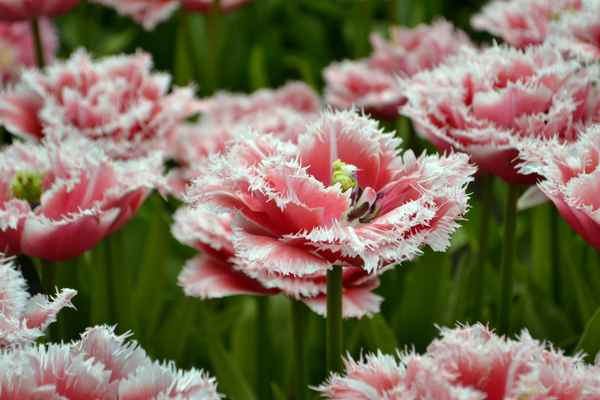 gefranste Tulpen