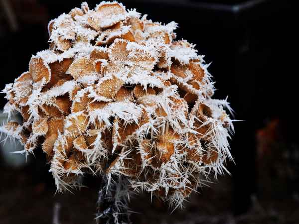 hortensie im winterkleid