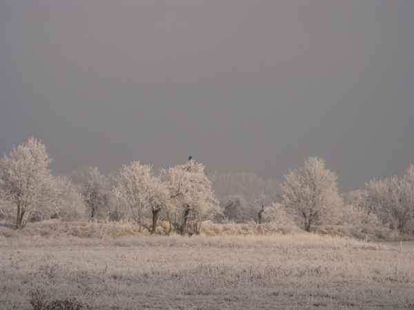 Winter und Raureif 60