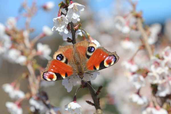 Schmetterling auf Blüte!