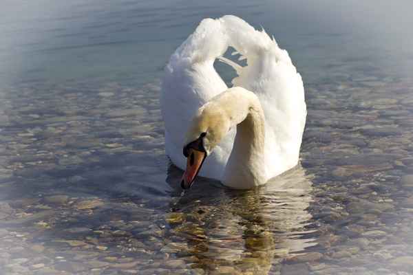 Ein stolzer Schwan