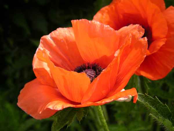 Mohn 3
