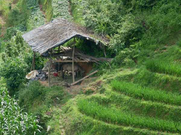 Stall in Reisterassen