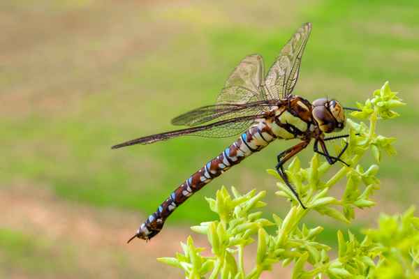 Libbelle auf dem Basilikum