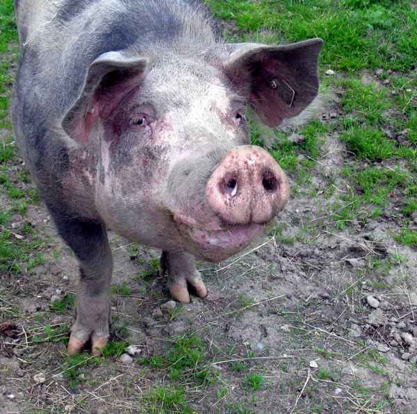 Rotbraunes Husumer Schwein vom Lütjensee im Grossraum Hamburg