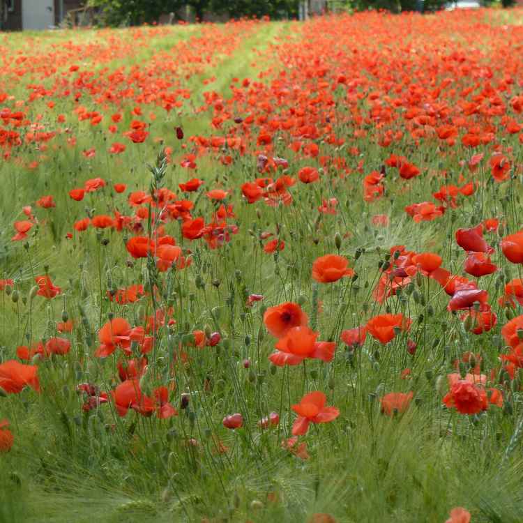 Klatschmohn