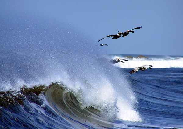 Pelikane Nicaragua 2